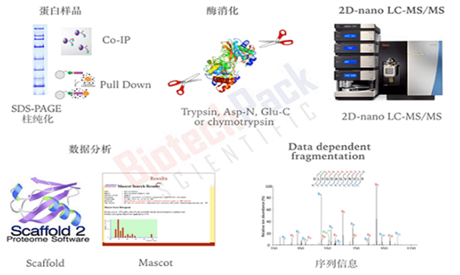 蛋白样品质谱鉴定流程
