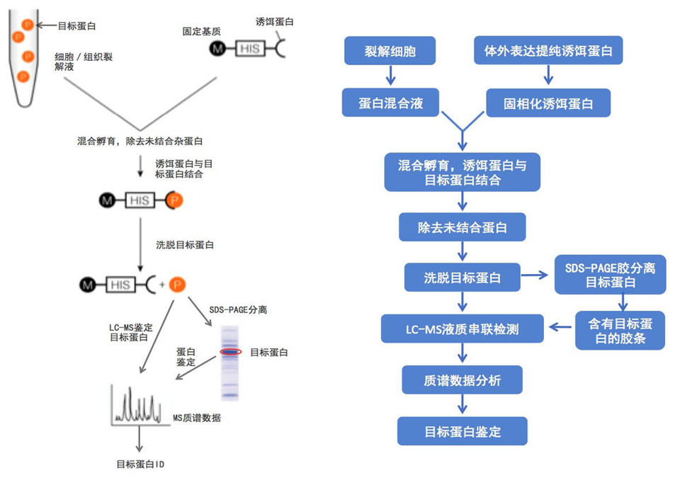 pulldown靶蛋白鉴定流程