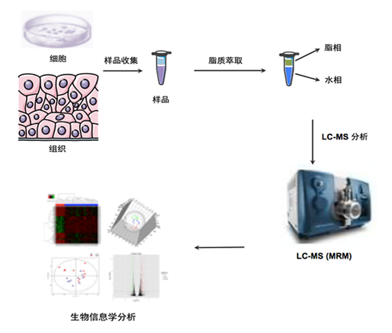 脂质组学服务