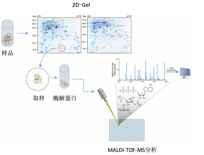 质谱分析技术有着高灵敏度，高精准度等特点，能够准确快速地鉴定蛋白质。传统的质谱技术仅限于小分析物质的分析，随着新的离子化质谱技术的发展，为准确快速鉴定蛋白质等大分子提供了便捷的条件。