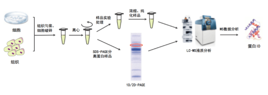 随着高分辨率质谱仪分析技术的发展，蛋白质质谱鉴定的方法已经相当纯熟，一次性鉴定多个蛋白样品，以及低丰度蛋白样品已经不再是难事。这期文章我们讲讲蛋白质质谱鉴定前样品制备注意事项