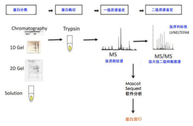 蛋白质一级质谱鉴定主要便是通过测定蛋白质酶切产生的肽段质量图谱，即肽质指纹谱，再将测定的肽质量与数据库中理论肽质量相配比进行推断。