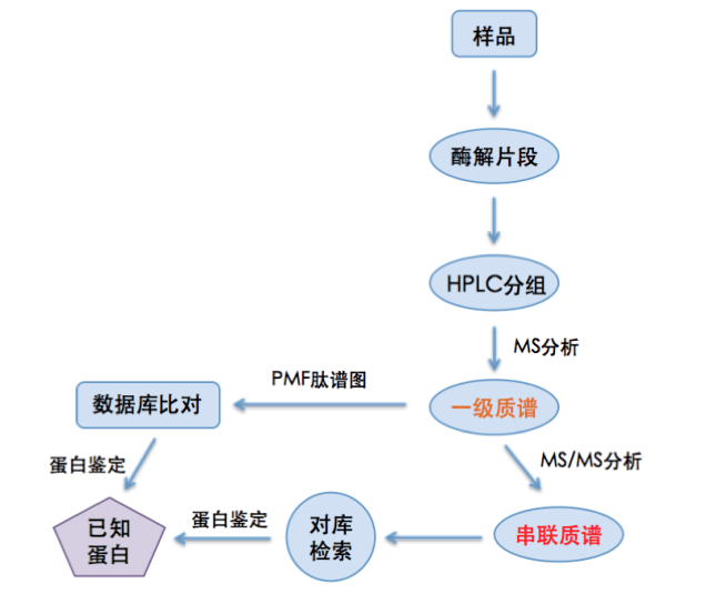 蛋白质一级质谱鉴定主要便是通过测定蛋白质酶切产生的肽段质量图谱，即肽质指纹谱，再将测定的肽质量与数据库中理论肽质量相配比进行推断。