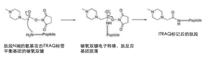 iTRAQ和TMT标记实质上就是一种化学体外标记试剂，能够特异性标记蛋白质酶解产生的多肽，并同时定量分析多组蛋白样品.