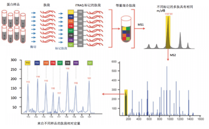 iTRAQ和TMT标记实质上就是一种化学体外标记试剂，能够特异性标记蛋白质酶解产生的多肽，并同时定量分析多组蛋白样品。