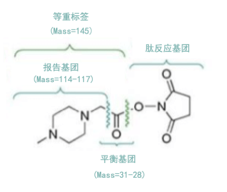 iTRAQ和TMT标记实质上就是一种化学体外标记试剂，能够特异性标记蛋白质酶解产生的多肽，并同时定量分析多组蛋白样品。