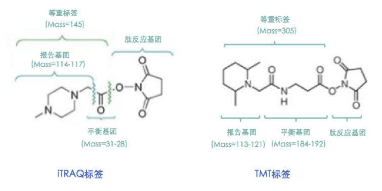 TRAQ和TMT标记实质上就是一种化学体外标记试剂，能够特异性标记蛋白质酶解产生的多肽，并同时定量分析多组蛋白样品。