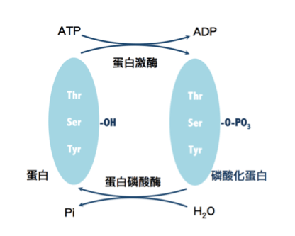 蛋白质磷酸化可以通过激发、调节诸多信号通路进而参与调控生物体的生长、发育、逆境应激、疾病发生等多种生命过程，一直是生物学研究的重点与热点。