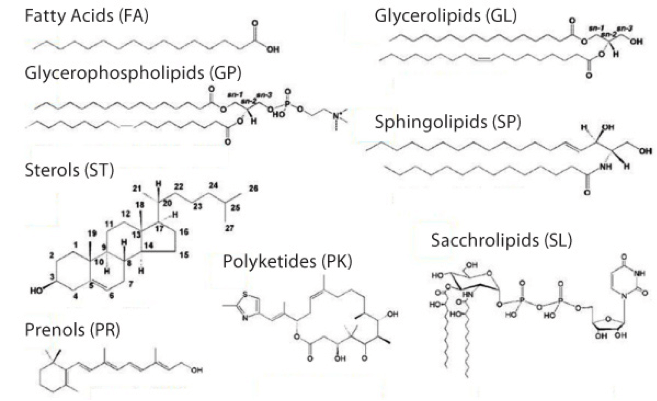 质组学是对生物体、组织或细胞中的脂质以及与其相互作用的分子进行全面系统的分析、鉴定，了解脂质的结构和功能，进而揭示脂质代谢与细胞、器官乃至机体的生理、病理过程之间的关系的一门学科。